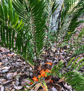 Zamia pumila Coontie  1 gallon  Zamia pumila Coontie  1 gallon