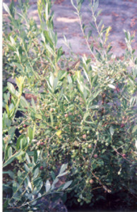 Vaccinium stamenium Deerberry 1gallon Vaccinium stamenium Deerberry 1gallon