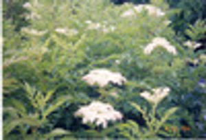 Sambucus canadensis American Elderberry Sambucus canadensis American Elderberry