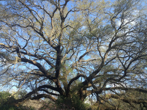 Quercus virginiana Live Oak Quercus virginiana Live Oak