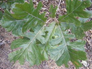 Quercus macrocarpa Bur Oak