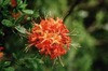 Rhododendron flammeum Oconee Azalea