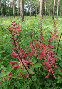 Erythrina herbacea Coral Bean 1gallon  Erythrina herbacea Coral Bean 1gallon