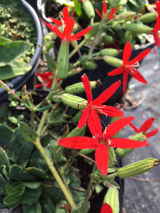 Silene regia Royal Catchfly 