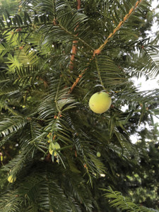 Torreya taxifolia Florida Torreya unsexed 1 gallon Torreya taxifolia Florida Torreya unsexed 1 gallon