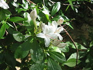 Rhododendron arborescens Sweet Azalea 1 gallon Rhododendron arborescens Sweet Azalea 1 gallon