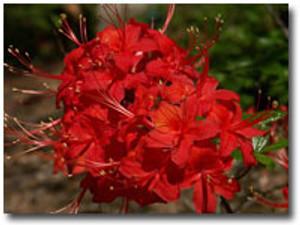 Rhododendron flammeum JACK MELTON 1 gallon  Rhododendron flammeum JACK MELTON 1 gallon