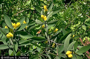 Baptisia lanceolata Pineland Baptisia 1 gallon  Baptisia lanceolata Pineland Baptisia 1 gallon