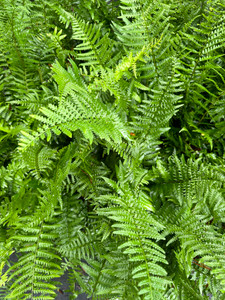 Dryopteris ludoviciana (Southern Wood Fern) 1 gallon Dryopteris ludoviciana (Southern Wood Fern) 1 gallon