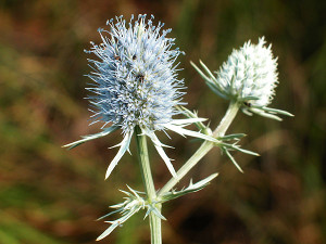 Eryngium aquaticum Marsh Rattlesnake Master 1gallon Eryngium aquaticum Marsh Rattlesnake Master 1gallon
