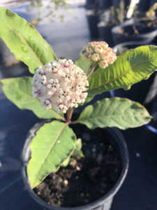 Asclepias variegata (Redring Milkweed) 1 gallon Asclepias variegata (Redring Milkweed) 1 gallon