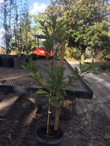 3gallon Loblolly Bay 3gallon Loblolly Bay