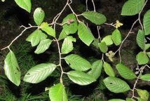 Alnus serrulata Hazel Alder/Tag Alder 1gallon Alnus serrulata Hazel Alder/Tag Alder 1gallon