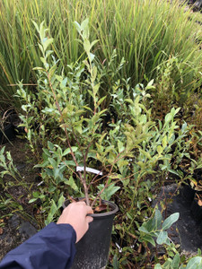 Vaccinium asheii 'Alapaha' Vaccinium asheii 'Alapaha'