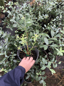 Vaccinium asheii 'Premier' Vaccinium asheii 'Premier'