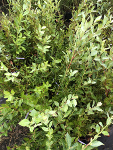 Vaccinium asheii 'Ochlocknee' Vaccinium asheii 'Ochlocknee'