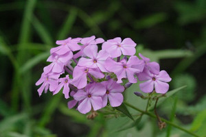Phlox carolina Carolina Phlox 4" pot Phlox carolina Carolina Phlox 4" pot