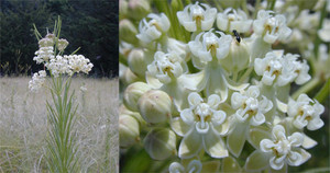 Asclepias verticillata Whorled Milkweed 1 gallon Asclepias verticillata Whorled Milkweed 1 gallon
