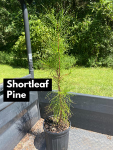 Pinus echinata Shortleaf Pine 1gallon Pinus echinata Shortleaf Pine 1gallon