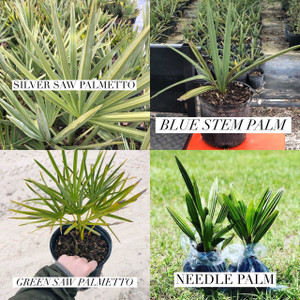 Native Palms for Sale | Cold Hardy Palms for Sale | Saw Palmetto
