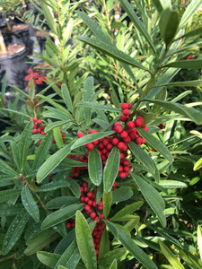 Ilex cassine Dahoon Holly Female 1 gallon Ilex cassine Dahoon Holly Female 1 gallon