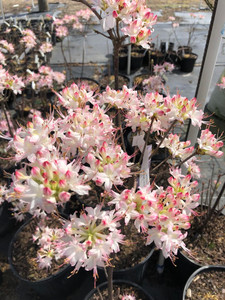 Rhododendron x 'APPLE BLOSSOM' (R. canescens hybrid) Rhododendron x 'APPLE BLOSSOM' (R. canescens hybrid)