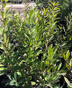 Ilex cassine Dahoon Holly Unsexed 1 gallon Ilex cassine Dahoon Holly Unsexed 1 gallon