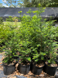 Torreya taxifolia Florida Torreya unsexed 3 gallon Torreya taxifolia Florida Torreya unsexed 3 gallon