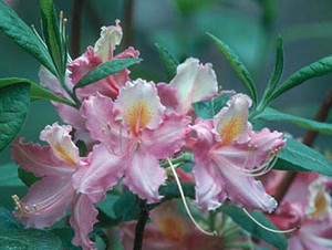 Rhododendron 'Elizabeth Lane' 1 gallon  Rhododendron 'Elizabeth Lane' 1 gallon