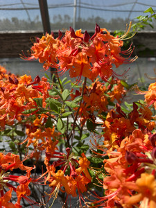 Rhododendron flammeum 'Charlotte' 1 gallon