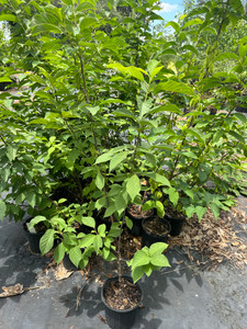 Halesia carolina Carolina Silverbell