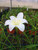 Zephyranthes atamasco Rain Lily Easter Lily 