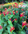 Spigelia marilandica Indian Pink 1 gallon  Spigelia marilandica Indian Pink 1 gallon