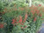 Lobelia cardinalis Cardinal Flower 