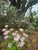 Rhododendron canescens Piedmont Azalea