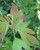 Sassafras albidum  Sassafras 1 gallon  Sassafras albidum  Sassafras 1 gallon