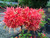 Rhododendron flammeum JAKE'S RED 1 gallon 