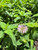 Monarda fistulosa Bee Balm 1gallon