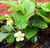 Fragaria virginiana Native Strawberry