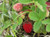Fragaria virginiana Native Strawberry