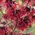 Hamamelis ovalis  Leonard's Witchhazel 1gallon