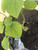 Aristolochia tomentosa Pipevine 1 gallon  Aristolochia tomentosa Pipevine 1 gallon