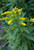 Solidago sempervirens Seaside goldenrod 1gallon