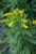 Solidago sempervirens Seaside goldenrod 1gallon