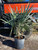 Serenoa repens Cinera Silver Saw Palmetto 3gallon