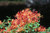 Rhododendron austrinum Flame Azalea