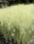 Muhlenbergii capillaris 'White Cloud' White Muhly Grass