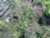 Vernonia angustifolia Ironweed 1gallon