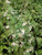 Aster divaricatus White Wood Aster Aster divaricatus White Wood Aster