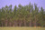 Pinus elliottii Slash Pine 1gallon